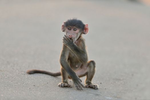 Baby baboon in the wilderness