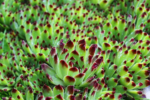 The picture shows a wet houseleek after the rain