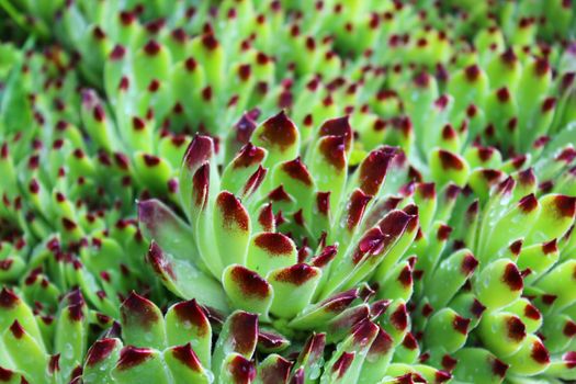 The picture shows a wet houseleek after the rain