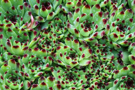 The picture shows a wet houseleek after the rain