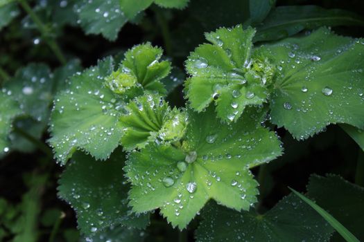 The picture shows lady`s mantle after the rain