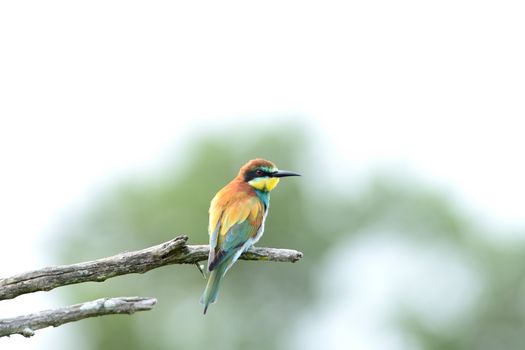 Bee eater bird in the wilderness