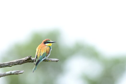 Bee eater bird in the wilderness