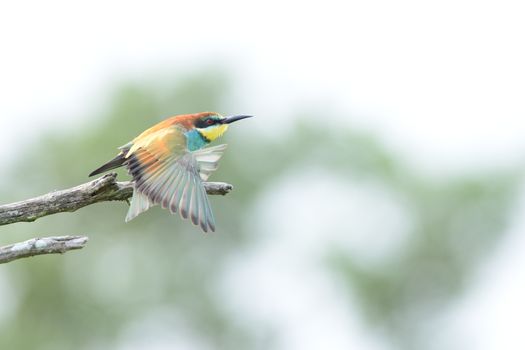 Bee eater bird in the wilderness