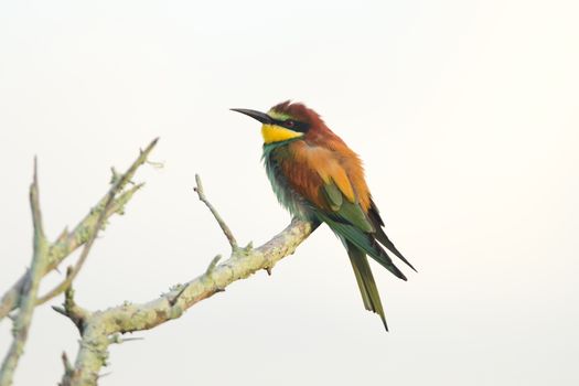 Bee eater bird in the wilderness