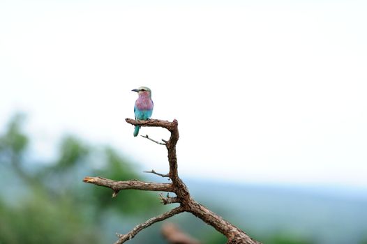 Roller bird in the wilderness