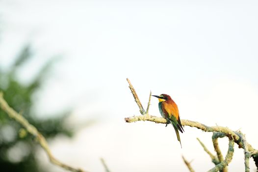 Bee eater bird in the wilderness