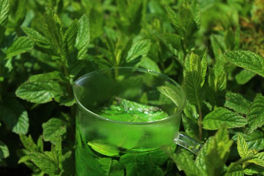 The picture shows a peppermint tea in the peppermint field