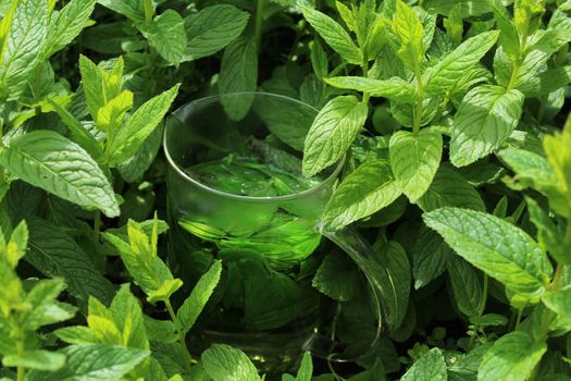 The picture shows a peppermint tea in the peppermint field