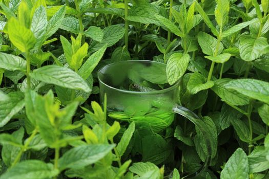 The picture shows a peppermint tea in the peppermint field