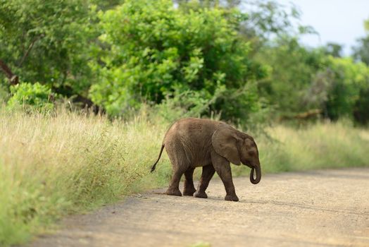 Elephant calf, baby elephant in the wilderness