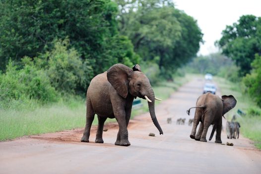 elephant in the wilderness of Africa