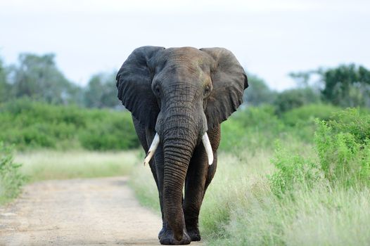 elephant in the wilderness of Africa