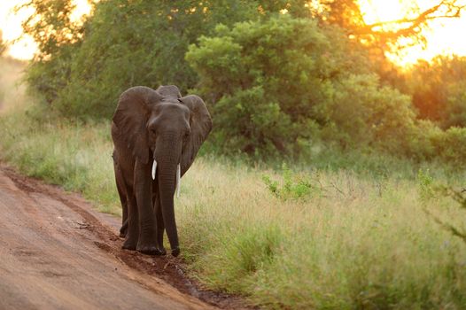 elephant in the wilderness of Africa