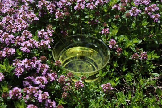 The picture shows thyme tea and blossoming thyme