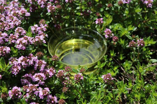 The picture shows thyme tea and blossoming thyme