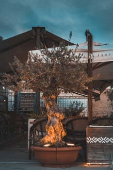 Beautifully lighted exotic tree in front of a restaurant with some clouds for background.