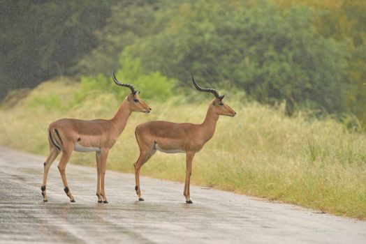 impala in the wilderness of Africa