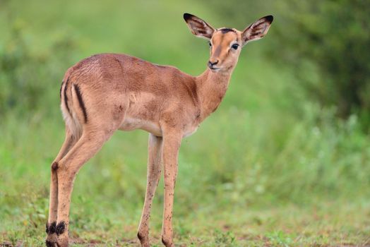 Baby impala in the wilderness of Africa