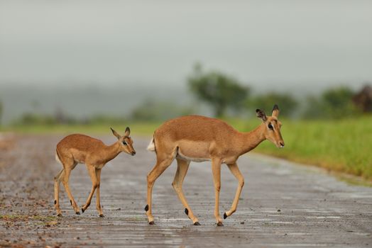 Baby impala in the wilderness of Africa