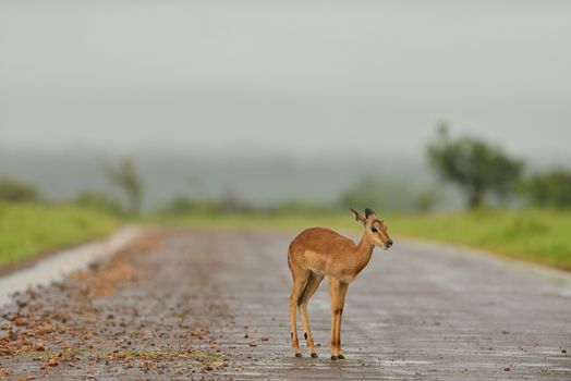 Baby impala in the wilderness of Africa