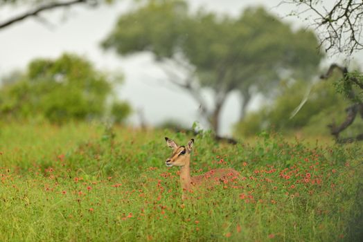 impala in the wilderness of Africa