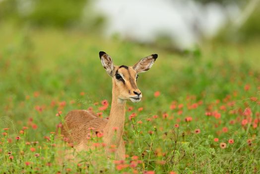 impala in the wilderness of Africa