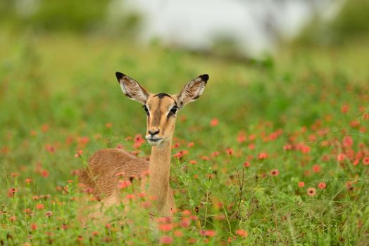 impala in the wilderness of Africa