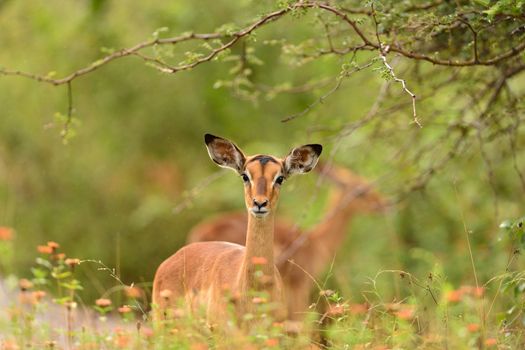 impala in the wilderness of Africa