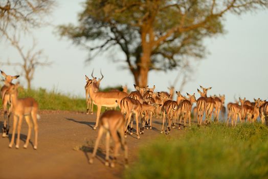 impala in the wilderness of Africa