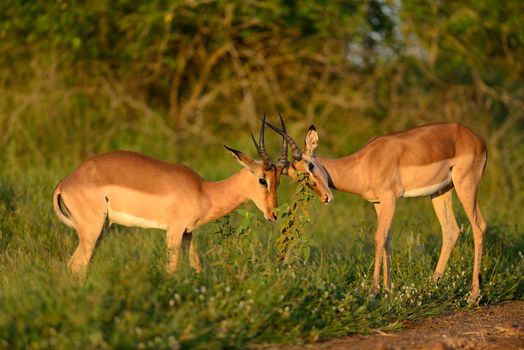 impala in the wilderness of Africa