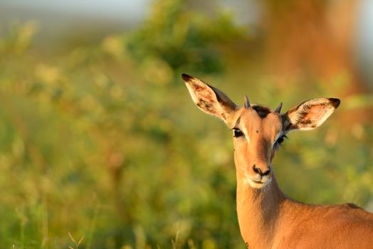 Baby impala in the wilderness of Africa