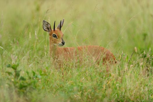 Steenbok in the wilderness of Africa