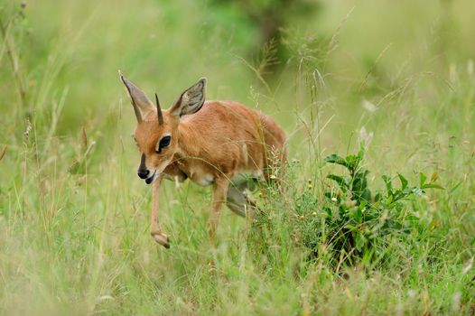 Steenbok in the wilderness of Africa