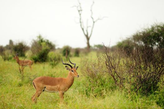 impala in the wilderness of Africa