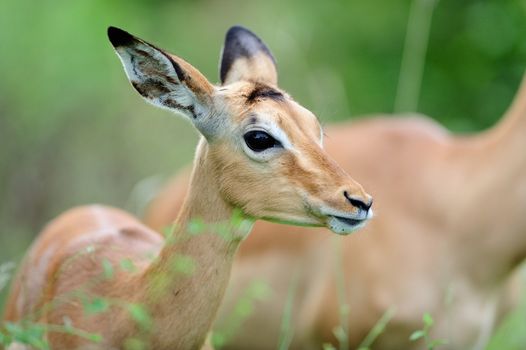 impala in the wilderness of Africa