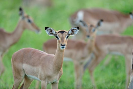 Baby impala in the wilderness of Africa