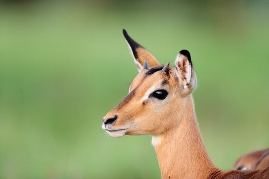 Baby impala in the wilderness of Africa