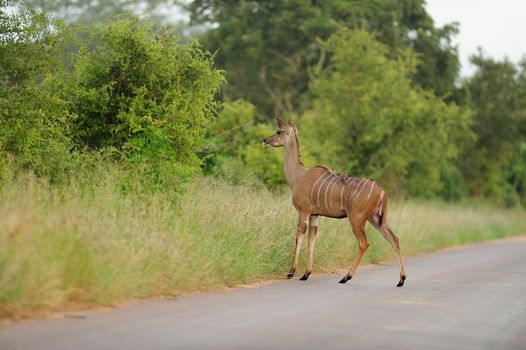 Kudu antelope in the wilderness of Africa