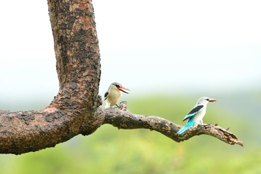 Forest kingfisher in the wilderness of Africa