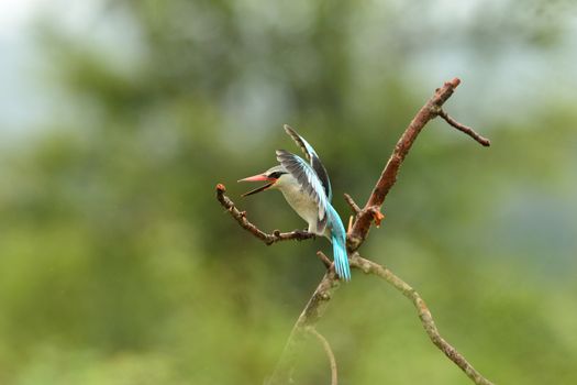 Forest kingfisher in the wilderness of Africa