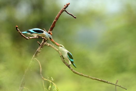 Forest kingfisher in the wilderness of Africa