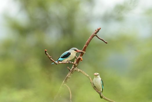 Forest kingfisher in the wilderness of Africa