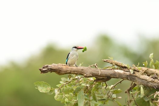 Forest kingfisher in the wilderness of Africa