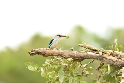 Forest kingfisher in the wilderness of Africa