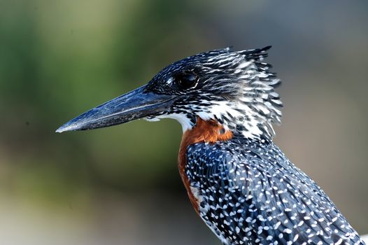 Giant kingfisher in the wilderness of Africa