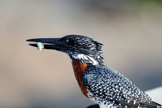 Giant kingfisher in the wilderness of Africa