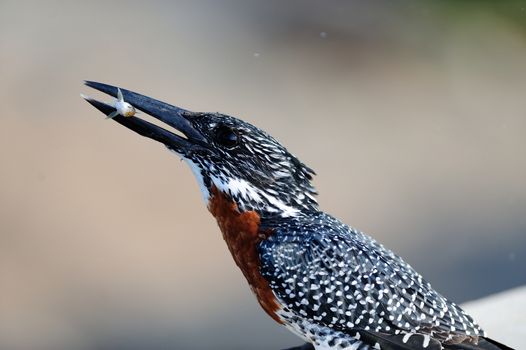 Giant kingfisher in the wilderness of Africa