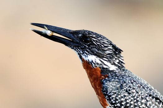 Giant kingfisher in the wilderness of Africa