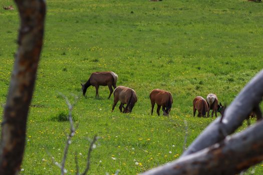 A herd of elk grazing on a lush green field. High quality photo